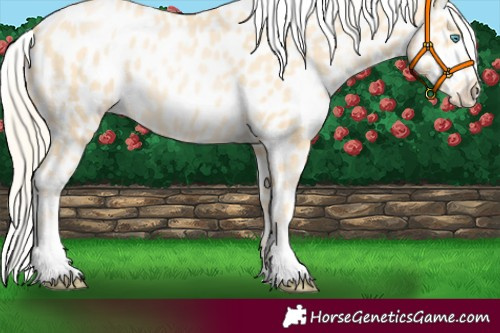 Horse Color:Palomino Pearl Near Leopard