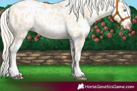 Horse Color:Palomino Pearl Near Leopard 