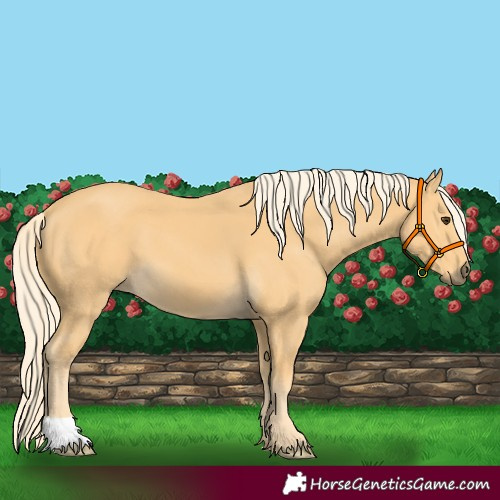 Horse Color:Palomino