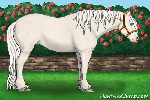 Horse Color:Cremello