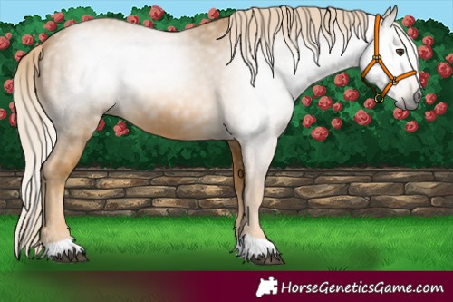 Horse Color:Gray Palomino