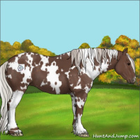 Horse Color:White Spotted Silver Black