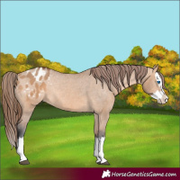 Horse Color:Bay Dun Splash Appaloosa Rabicano 