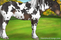 Horse Color:White Spotted Liver Chestnut