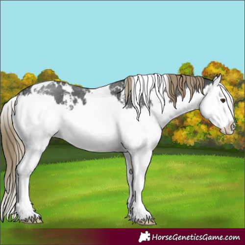 Horse Color:White Spotted Liver Chestnut Sabino Splash 