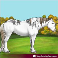 Horse Color:White Spotted Liver Chestnut Sabino Splash