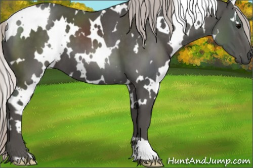 Horse Color:White Spotted Silver Black 
