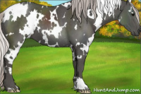Horse Color:White Spotted Silver Black 