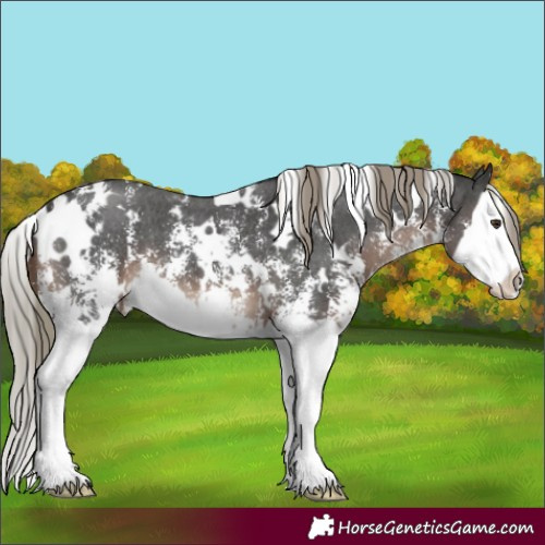 Horse Color:White Spotted Liver Chestnut Mushroom Sabino Splash 