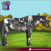 Horse Color:White Spotted Black