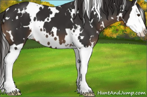 Horse Color:White Spotted Liver Chestnut Splash 