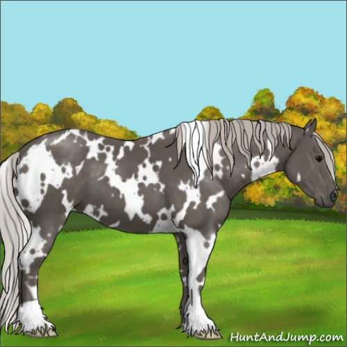 Horse Color:White Spotted Silver Black 