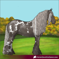 Horse Color:White Spotted Silver Black 