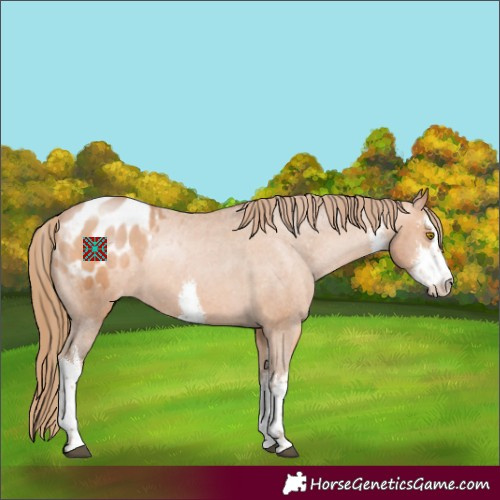 Horse Color:White Spotted Brown Pearl Appaloosa 