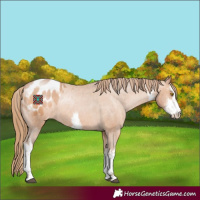 Horse Color:White Spotted Brown Pearl Appaloosa 