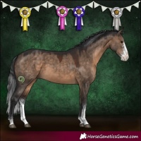 Horse Color:Brown Dun Sabino
