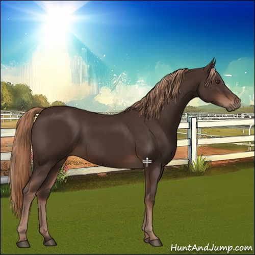 Horse Color:Liver Chestnut 