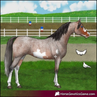 Horse Color:White Spotted Bay Roan Frame 