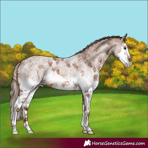 Horse Color:White Spotted Red Roan Splash