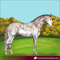 Horse Color:White Spotted Red Roan Splash 