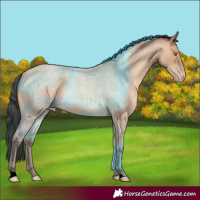 Horse Color:Amber Champagne Roan 