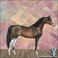 Horse Color:Brown Sabino 