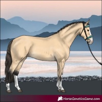Horse Color:Buckskin 