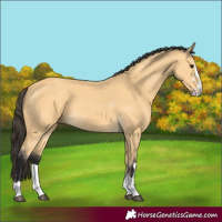 Horse Color:Buckskin 