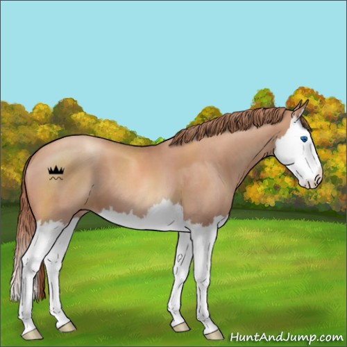 Horse Color:Gold Champagne Roan Splash 