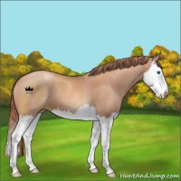 Horse Color:Gold Champagne Roan Splash 