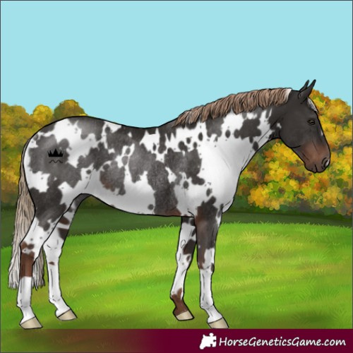 Horse Color:White Spotted Liver Chestnut Rabicano 