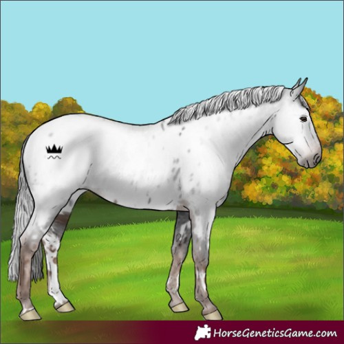 Horse Color:Gray White Spotted Liver Chestnut Appaloosa Rabicano 
