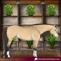 Horse Color:Buckskin Dun Splash 