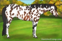 Horse Color:Bay Appaloosa