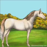 Horse Color:Buckskin Pearl Rabicano 