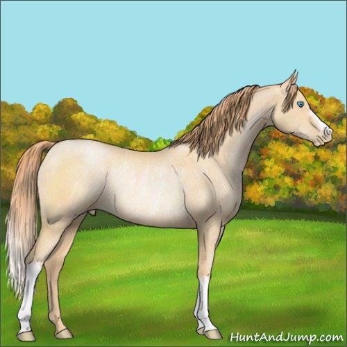 Horse Color:Buckskin Pearl Rabicano 