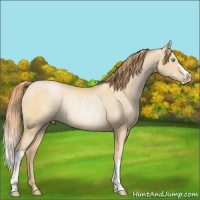Horse Color:Buckskin Pearl Rabicano 