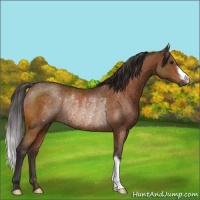 Horse Color:Buckskin Rabicano 