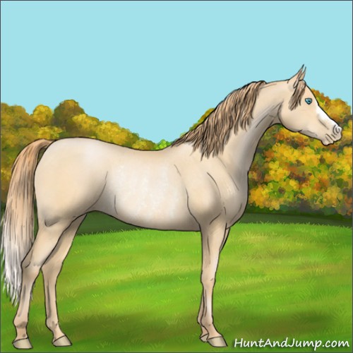 Horse Color:Buckskin Pearl Rabicano 