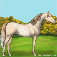 Horse Color:Buckskin Pearl Rabicano 