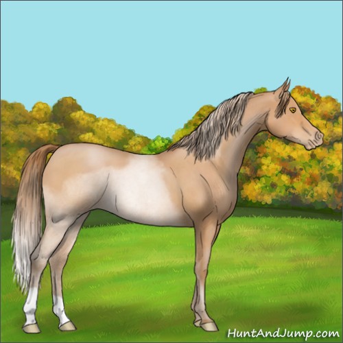 Horse Color:Bay Roan Pearl