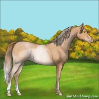 Horse Color:Bay Roan Pearl 