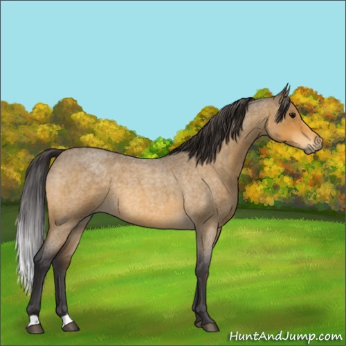 Horse Color:Buckskin Roan Rabicano 