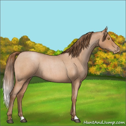 Horse Color:Bay Roan Pearl Rabicano 