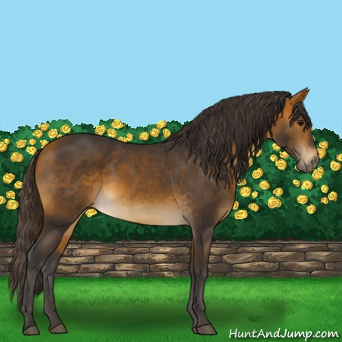 Horse Color:Buckskin 
