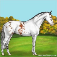 Horse Color:Buckskin Sabino 