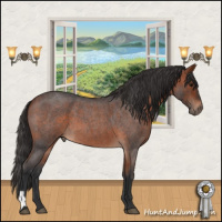 Horse Color:Bay Roan 