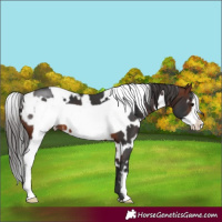 Horse Color:White Spotted Brown Frame 