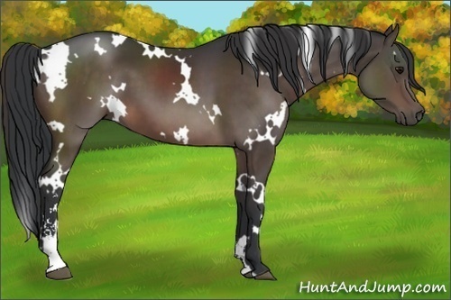 Horse Color:White Spotted Brown Sabino 