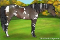 Horse Color:White Spotted Brown Sabino